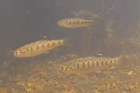 Steelhead Monitoring Data Explorer