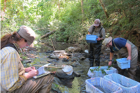 Steelhead Monitoring Report Library